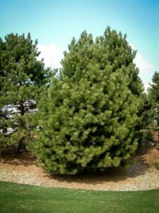 Сосна Чёрная (Pinus Nigra) купить по цене от 270.00р. в интернет-магазине «Посадика» с доставкой почтой в в Сасовое и по всей России – [изображение №1].