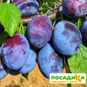 Слива Чачакская ранняя купить по цене от 229.00р. в интернет-магазине «Посадика» с доставкой почтой в в Сасовое и по всей России – [изображение №1].