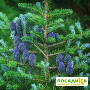 Пихта корейская (Abies koreana) купить по цене от 450.00р. в интернет-магазине «Посадика» с доставкой почтой в в Сасовое и по всей России – [изображение №1].