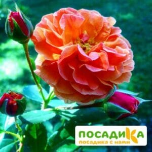 Роза Арабия купить по цене от 350.00р. в интернет-магазине «Посадика» с доставкой почтой в в Сасовое и по всей России – [изображение №1].