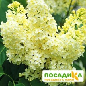 Сирень Примроуз (Primrose) купить по цене от 529.00р. в интернет-магазине «Посадика» с доставкой почтой в в Сасовое и по всей России – [изображение №1].