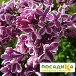 Сирень Сенсация купить по цене от 529.00р. в интернет-магазине «Посадика» с доставкой почтой в в Сасовое и по всей России – [изображение №1].