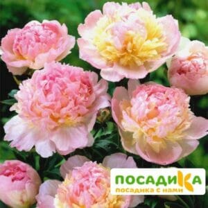 Пион Распберри Сандей (Paeonia Raspberry Sundae) купить по цене от 959р. в интернет-магазине «Посадика» с доставкой почтой в в Сасовое и по всей России – [изображение №1].