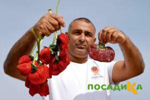 Клубника Гигант Джорнея купить по цене от 266р. в интернет-магазине «Посадика» с доставкой почтой в в Сасовое и по всей России – [изображение №1].
