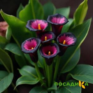 Калла Аура Лейс купить по цене от 400р. в интернет-магазине «Посадика» с доставкой почтой в в Сасовое и по всей России – [изображение №1].