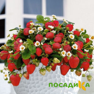 Клубника Рубиновый Шепот (горшечная) купить по цене от 240р. в интернет-магазине «Посадика» с доставкой почтой в в Сасовое и по всей России – [изображение №1].