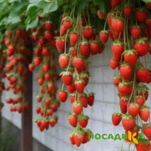 Клубника вьющаяся Комплимент купить по цене от 470р. в интернет-магазине «Посадика» с доставкой почтой в в Сасовое и по всей России – [изображение №1].