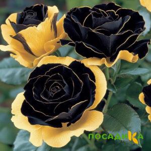 Роза Ханни Сикл купить по цене от 700р. в интернет-магазине «Посадика» с доставкой почтой в в Сасовое и по всей России – [изображение №1].