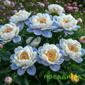 Пион акварельный Этюд купить по цене от 806р. в интернет-магазине «Посадика» с доставкой почтой в в Сасовое и по всей России – [изображение №1].