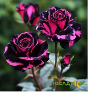 Роза Багровый Шепот купить по цене от 366р. в интернет-магазине «Посадика» с доставкой почтой в в Сасовое и по всей России – [изображение №1].