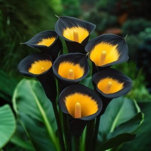 Калла Легато купить по цене от 620р. в интернет-магазине «Посадика» с доставкой почтой в в Сасовое и по всей России – [изображение №1].