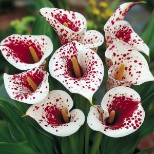 Калла Эмпайр купить по цене от 302р. в интернет-магазине «Посадика» с доставкой почтой в в Сасовое и по всей России – [изображение №1].