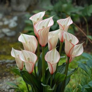 Калла Глейшер купить по цене от 299р. в интернет-магазине «Посадика» с доставкой почтой в в Сасовое и по всей России – [изображение №1].