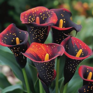 Калла Нуар купить по цене от 299р. в интернет-магазине «Посадика» с доставкой почтой в в Сасовое и по всей России – [изображение №1].