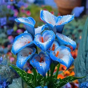 Калла Портрейт купить по цене от 292р. в интернет-магазине «Посадика» с доставкой почтой в в Сасовое и по всей России – [изображение №1].