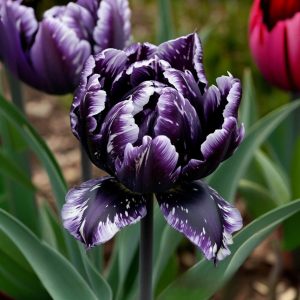 Тюльпан Индиго купить по цене от 600р. в интернет-магазине «Посадика» с доставкой почтой в в Сасовое и по всей России – [изображение №1].