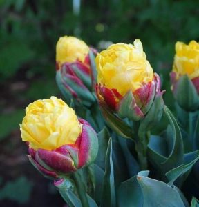 Тюльпан Айс Крим Банана купить по цене от 360р. в интернет-магазине «Посадика» с доставкой почтой в в Сасовое и по всей России – [изображение №1].