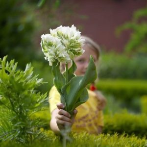 Тюльпан Супер Пэррот купить по цене от 360р. в интернет-магазине «Посадика» с доставкой почтой в в Сасовое и по всей России – [изображение №1].