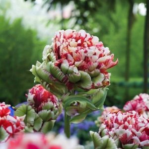 Тюльпан Дабл Флеминг Берд купить по цене от 249р. в интернет-магазине «Посадика» с доставкой почтой в в Сасовое и по всей России – [изображение №1].