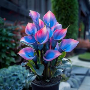 Калла Импрессия купить по цене от 590р. в интернет-магазине «Посадика» с доставкой почтой в в Сасовое и по всей России – [изображение №1].