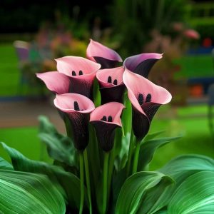 Калла Энигма купить по цене от 291р. в интернет-магазине «Посадика» с доставкой почтой в в Сасовое и по всей России – [изображение №1].