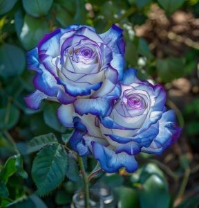 Роза Пэтолз Хоуп купить по цене от 333р. в интернет-магазине «Посадика» с доставкой почтой в в Сасовое и по всей России – [изображение №1].