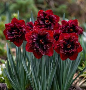 Нарцисс Сапфировый Бриз купить по цене от 3000р. в интернет-магазине «Посадика» с доставкой почтой в в Сасовое и по всей России – [изображение №1].