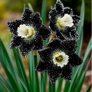 Нарцисс Кассата купить по цене от 372р. в интернет-магазине «Посадика» с доставкой почтой в в Сасовое и по всей России – [изображение №1].