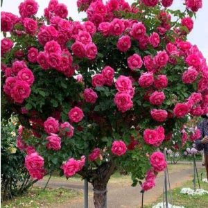 Роза Версаля купить по цене от 232р. в интернет-магазине «Посадика» с доставкой почтой в в Сасовое и по всей России – [изображение №1].