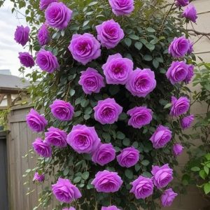 Роза Мистик Уайт купить по цене от 620р. в интернет-магазине «Посадика» с доставкой почтой в в Сасовое и по всей России – [изображение №1].