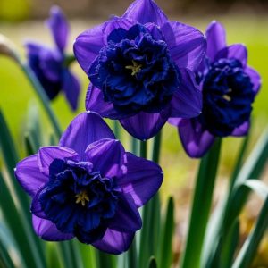 Нарцисс Арт Нуво купить по цене от 378р. в интернет-магазине «Посадика» с доставкой почтой в в Сасовое и по всей России – [изображение №1].