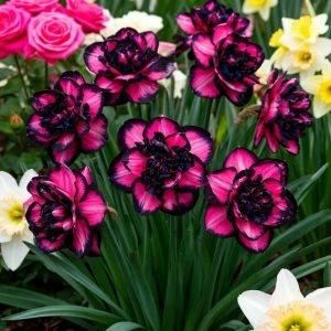 Нарцисс Золотая Корона купить по цене от 2000р. в интернет-магазине «Посадика» с доставкой почтой в в Сасовое и по всей России – [изображение №1].