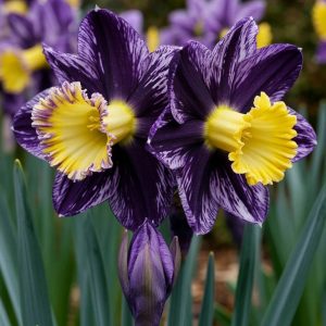 Нарцисс Акропоис купить по цене от 382р. в интернет-магазине «Посадика» с доставкой почтой в в Сасовое и по всей России – [изображение №1].