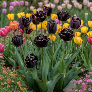 Тюльпан махровый Рейдинс Дарк купить по цене от 230р. в интернет-магазине «Посадика» с доставкой почтой в в Сасовое и по всей России – [изображение №1].