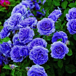 Роза Блю Мун купить по цене от 450р. в интернет-магазине «Посадика» с доставкой почтой в в Сасовое и по всей России – [изображение №1].