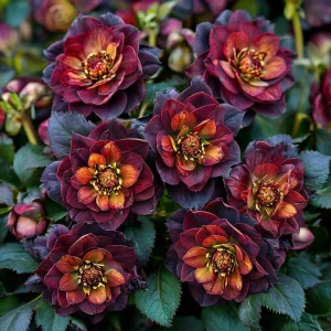 Морозник Сноу Дроп купить по цене от 348р. в интернет-магазине «Посадика» с доставкой почтой в в Сасовое и по всей России – [изображение №1].