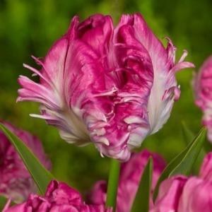 Тюльпан махровый Кул Кристал купить по цене от 400р. в интернет-магазине «Посадика» с доставкой почтой в в Сасовое и по всей России – [изображение №1].