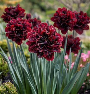 Нарцисс Малиновая Вуаль купить по цене от 3000р. в интернет-магазине «Посадика» с доставкой почтой в в Сасовое и по всей России – [изображение №1].