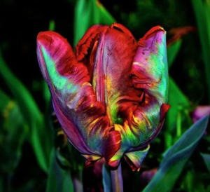 Тюльпан Эирпрайз купить по цене от 270р. в интернет-магазине «Посадика» с доставкой почтой в в Сасовое и по всей России – [изображение №1].