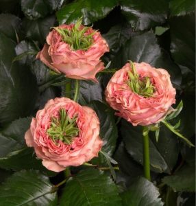 Роза Амбер Инчант купить по цене от 495р. в интернет-магазине «Посадика» с доставкой почтой в в Сасовое и по всей России – [изображение №1].