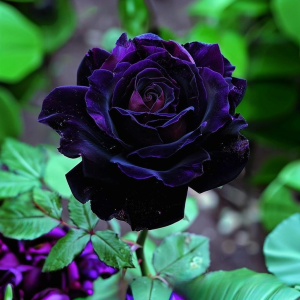 Роза Блэк Пантер купить по цене от 319р. в интернет-магазине «Посадика» с доставкой почтой в в Сасовое и по всей России – [изображение №1].