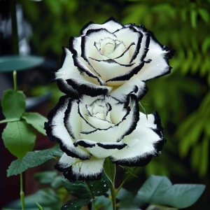 Роза Силк Ивин купить по цене от 319р. в интернет-магазине «Посадика» с доставкой почтой в в Сасовое и по всей России – [изображение №1].