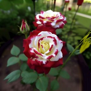 Роза Роял Глом купить по цене от 401р. в интернет-магазине «Посадика» с доставкой почтой в в Сасовое и по всей России – [изображение №1].