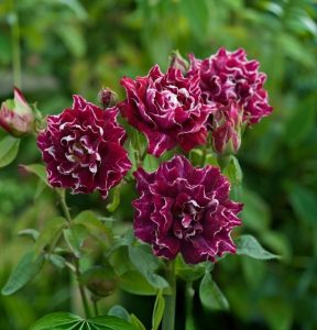 Роза Опаловый Пейзаж купить по цене от 490р. в интернет-магазине «Посадика» с доставкой почтой в в Сасовое и по всей России – [изображение №1].