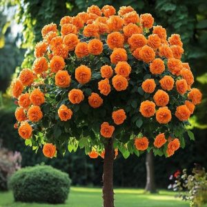 Роза Солнечный Шарм купить по цене от 349р. в интернет-магазине «Посадика» с доставкой почтой в в Сасовое и по всей России – [изображение №1].