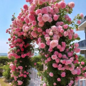 Роза Пастель Розе купить по цене от 605р. в интернет-магазине «Посадика» с доставкой почтой в в Сасовое и по всей России – [изображение №1].