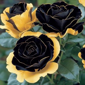 Роза Ханни Сикл купить по цене от 700р. в интернет-магазине «Посадика» с доставкой почтой в в Сасовое и по всей России – [изображение №1].