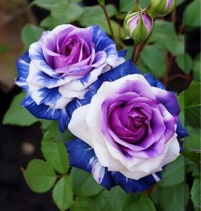 Роза Айвори Каскад купить по цене от 420р. в интернет-магазине «Посадика» с доставкой почтой в в Сасовое и по всей России – [изображение №1].