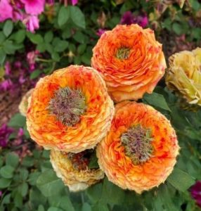 Роза Золотой Мираж купить по цене от 420р. в интернет-магазине «Посадика» с доставкой почтой в в Сасовое и по всей России – [изображение №1].