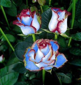 Роза Сафайер Пэтл купить по цене от 450р. в интернет-магазине «Посадика» с доставкой почтой в в Сасовое и по всей России – [изображение №1].